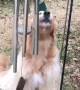 Doggie Sings Along With Wind Chimes