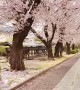 Cherry Blossom Trees Bloom in Saitama