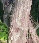 Close Encounter of the Koala Kind