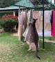 Kangaroo Helps with Clothes