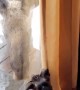 Dog and Moose Make Friends Through Glass Door