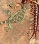Gecko Can't Escape the Clutches of Giant Centipede