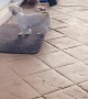Doggy Uses Doormat Like a Pro