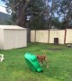 Rambunctious Boxer Playfully Bounces on Toy