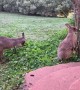 Kangaroos Practice Social Distancing