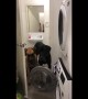 This doggy refuses to walk past the washing machine door