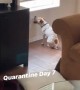 Quarantined doggy is clearly losing his mind