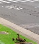 Police Stop Traffic to Help a Family of Ducks Across the Street