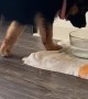Puppy Bites at Water in Bowl