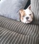 Bonnie the Bulldog Causes Chaos on Couch