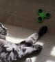Cat Plays with a Fidget Spinner