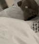 Puppy Leaves Surprise on Owner's Bed