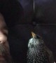 A European Starling Talking to his Dad