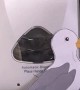 Seagull Hand Sanitizer Goof