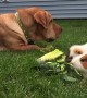 Big dog casually enjoys a snack with guinea pigs