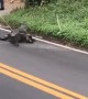 Alligator Tries to Evade Capture