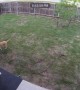 Doggy Plays Catch With Itself
