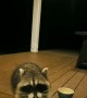 Friendly Wild Hand-Fed Raccoon