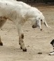 Puppy Butts Heads With Friendly Goat