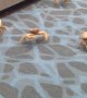 Crabs Try to Sneak Past Customs