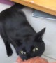 Cat Growling when Trying to Retrieve Minced Meat