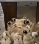Feeding a Horde of Adorable Pugs