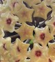 Time-Lapse of Hoya Mathilde Blooming