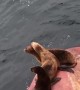 Seals Beach on Back of Stopped Ship
