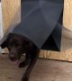 Dogs Take Out Dog Door