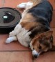 Corgi Uses Robot Vacuum as Belly Rub Machine