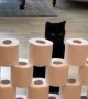 Bewildered cats take part in the toilet paper challenge  