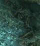 Diver Swims Through Colony of Crayfish