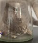 Adventurous Kitty Gets Stuck in A Vase