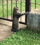 Cat Looks Longingly Outside the Fence