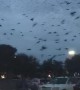 Skies Filled with Swarm of Blackbirds