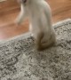 Cat Leaps for Playtime