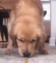 Golden Retriever participates in \'treat race\' challenge