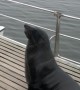 Seal Makes Himself Comfortable On a Boat in Namibia