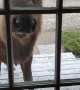 Sammy the Elk Pays a Visit