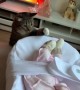 First Time the Cat Meets the Child