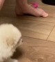 Impatient Pomeranian is Anxious for Eats