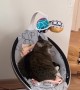 Relaxed Kitty Sleeps in Baby Rocker