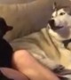 Totally jealous husky throws tantrum when owner pets the cat