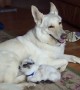 White Shepherd dog proudly cares for tiny baby goat