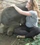 Baby elephant loves to cuddle and it\'s the cutest thing