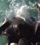 Huge stingray amazingly jumps onto ramp to get food from human