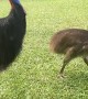 Cassowaries Visit Queensland Family in Quarantine
