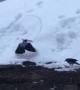 Raven Uses Plastic Lid as Snow Sled