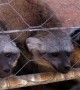 7 Bat Eared Foxes Growling at our Dog