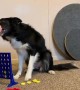 Watch this dog play Connect 4 with owner during quarantine
